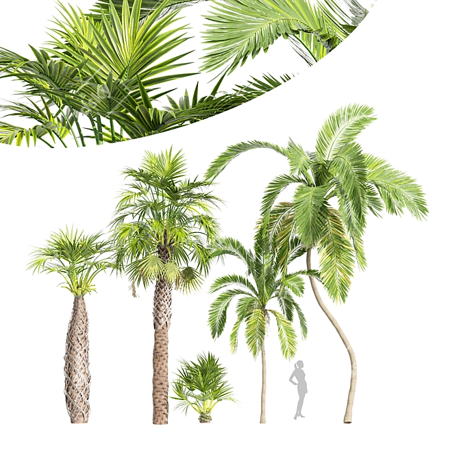 Tall Palm Trees - High-Quality 3D Models 3D model image 1