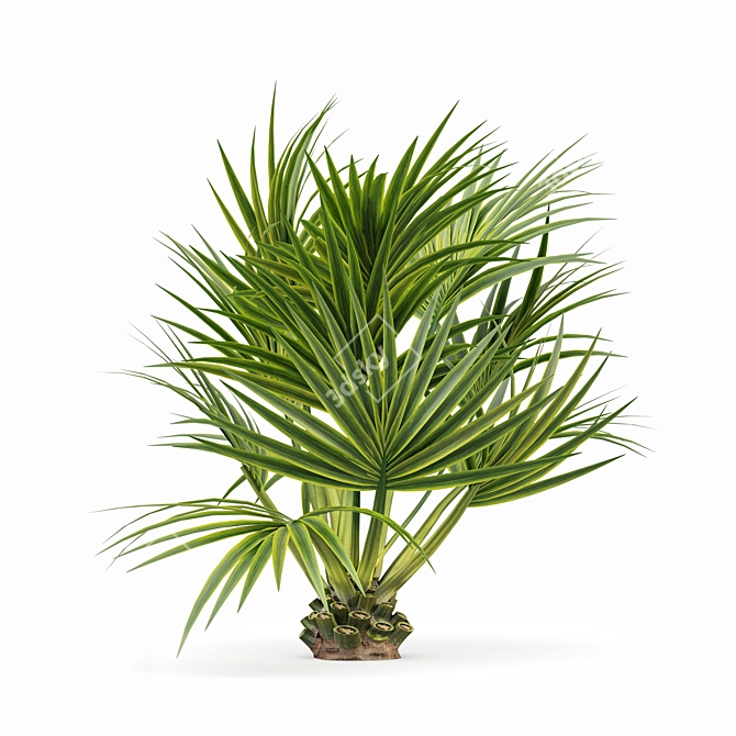 Tall Palm Trees - High-Quality 3D Models 3D model image 4