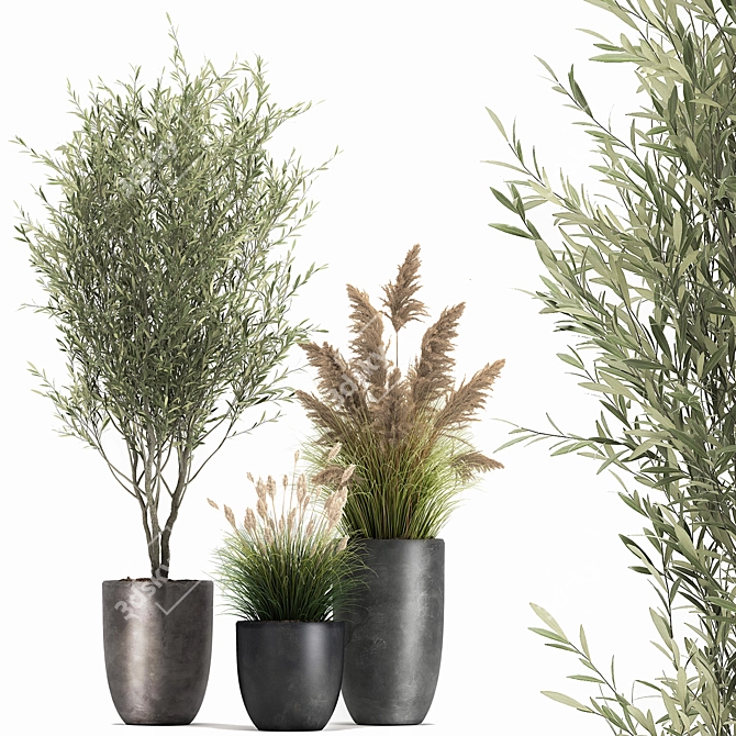 Exotic Plant Collection: Decorative Trees, Reed Grass, and Olive Trees 3D model image 3