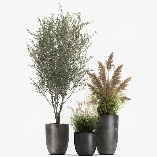 Exotic Plant Collection: Decorative Trees, Reed Grass, and Olive Trees 3D model image 1