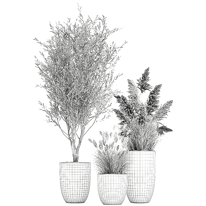 Exotic Plant Collection: Decorative Trees, Reed Grass, and Olive Trees 3D model image 2