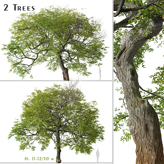 Pair of Tilia Cordata Trees 3D model image 1