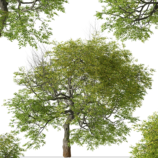 Pair of Tilia Cordata Trees 3D model image 6