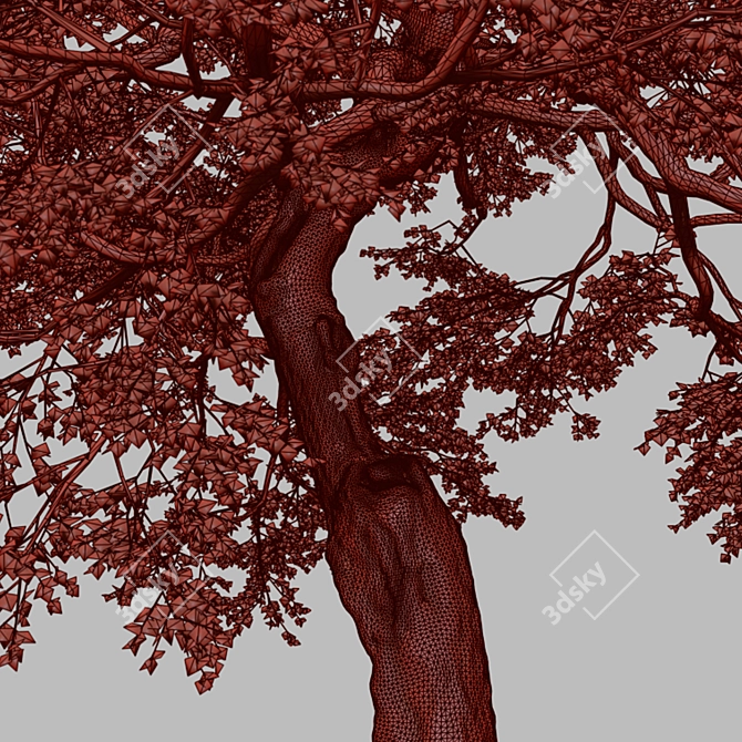 Pair of Tilia Cordata Trees 3D model image 7