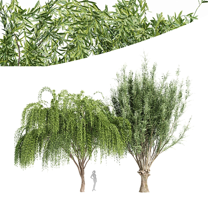 Cascade Willow Tree: Stunning 3D Model 3D model image 1