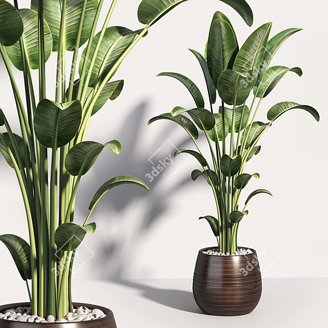 Tropical Greenery Collection 3D model image 5