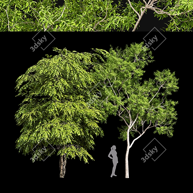 Ethereal European Bladdernut Tree 3D model image 1