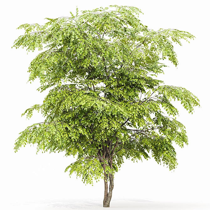 Ethereal European Bladdernut Tree 3D model image 4