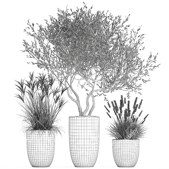 Exotic Plant Collection: Decorative Olives & Reed Bushes 3D model image 7