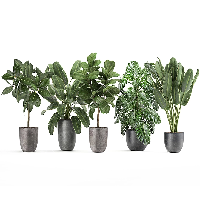 Tropical Plant Collection: Ficus, Banana, Monstera 3D model image 2
