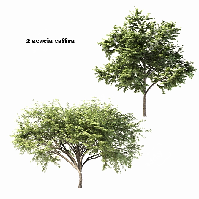 2 Acacia Trees: Polys - 281,792 & 589,772 3D model image 1