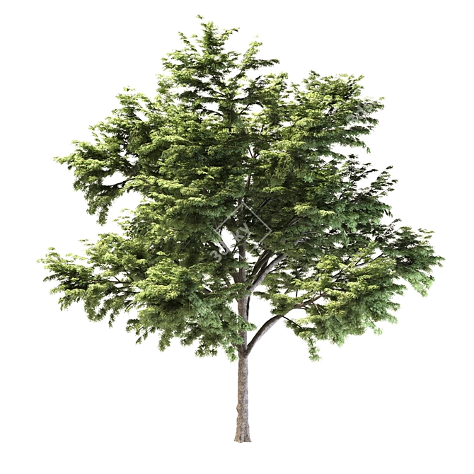 2 Acacia Trees: Polys - 281,792 & 589,772 3D model image 4