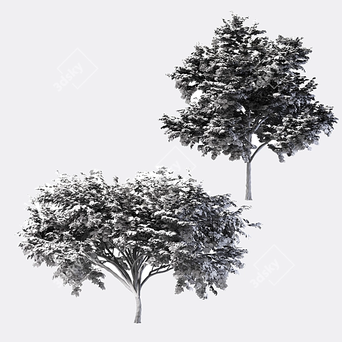 2 Acacia Trees: Polys - 281,792 & 589,772 3D model image 5