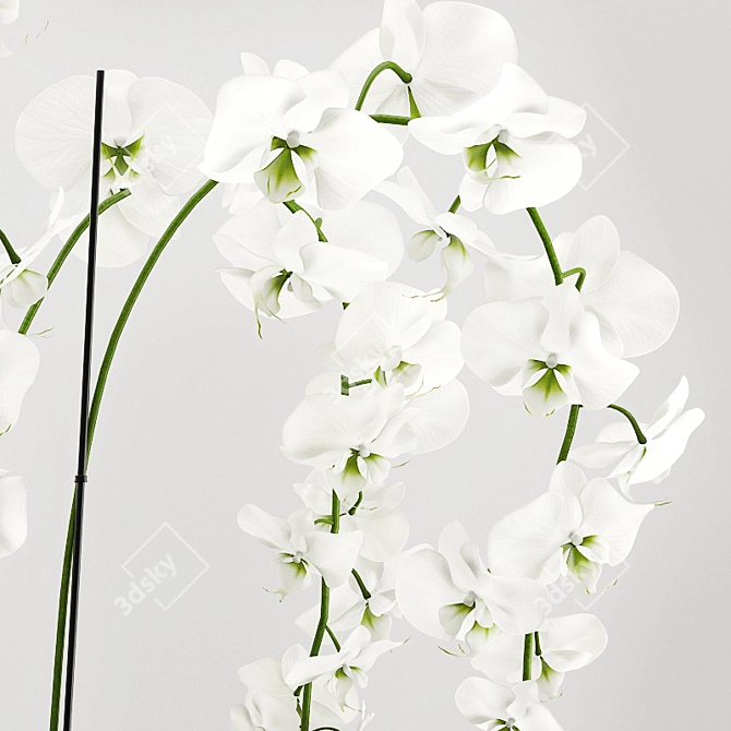 Elegant Orchid Arrangement: 3D Model 3D model image 1