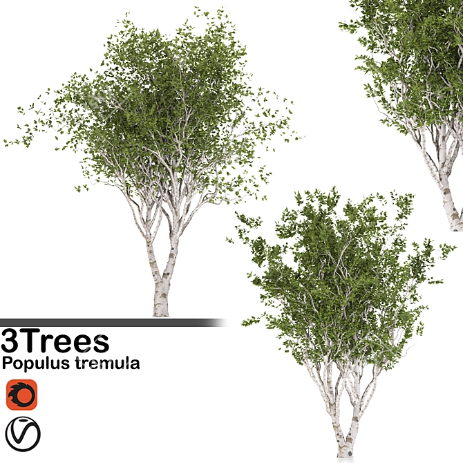 Eurasian Aspen Trio: Quaking Beauty 3D model image 5