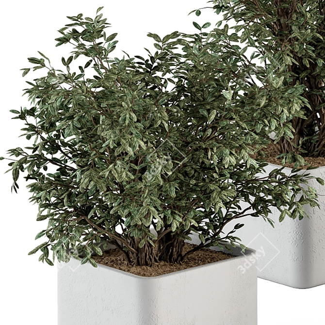 Concrete Pot Plant Set 3D model image 2