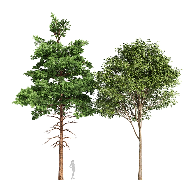 Whaite Gray Alder Tree: Premium 3D Model 3D model image 1