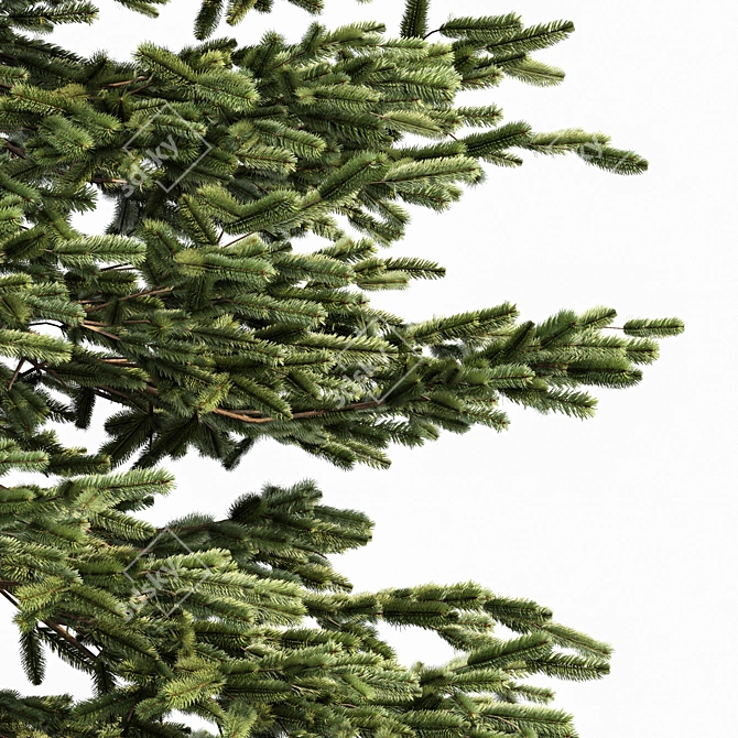 Black Spruce Pine: Tall and Realistic 3D Model 3D model image 2