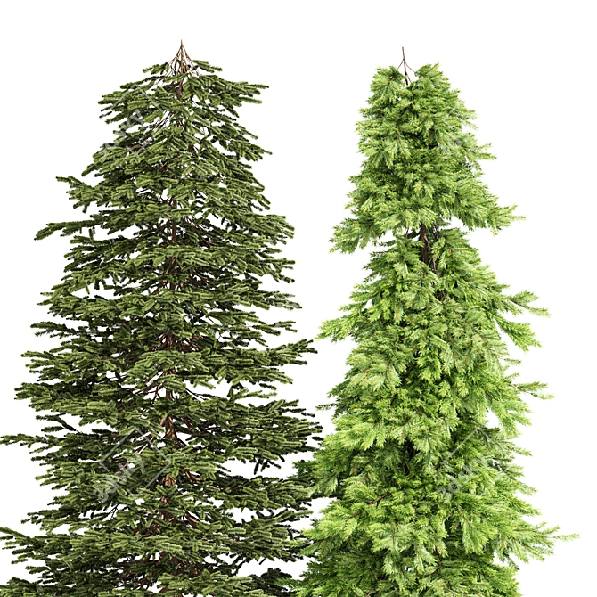 Black Spruce Pine: Tall and Realistic 3D Model 3D model image 3
