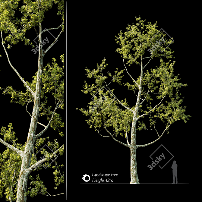 2014 Landscape Tree - 12m Height, Corona Render 3D model image 1