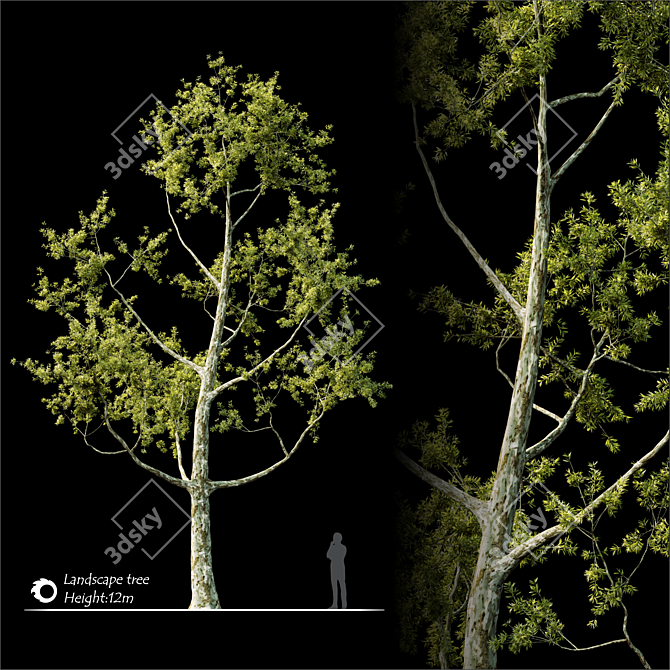 2014 Landscape Tree - 12m Height, Corona Render 3D model image 2