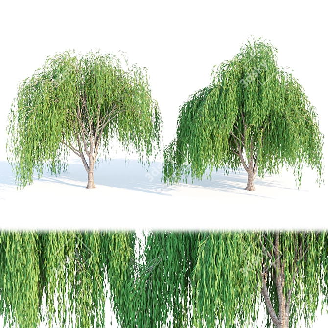 Premium Quality Willow Trees Collection 3D model image 1