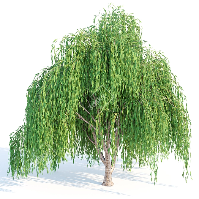 Premium Quality Willow Trees Collection 3D model image 2