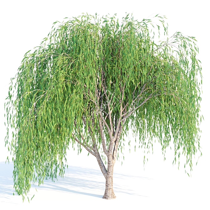 Premium Quality Willow Trees Collection 3D model image 3