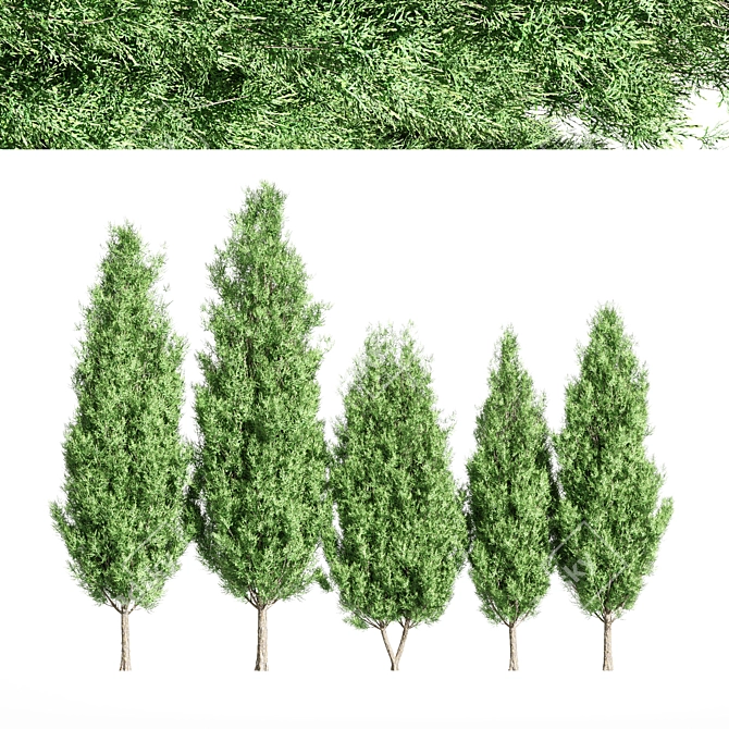 Italian Cypress Tree Set 3D model image 1