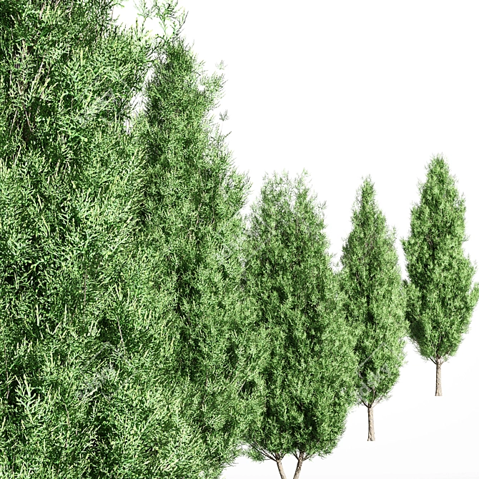 Italian Cypress Tree Set 3D model image 2