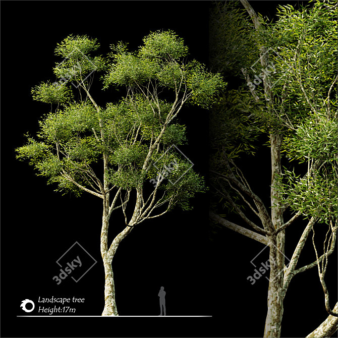 2014 Landscape Tree: Corona Render, 17m Height 3D model image 2