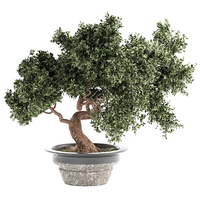 Bonsai Bliss: Indoor Plant Elegance 3D model image 3