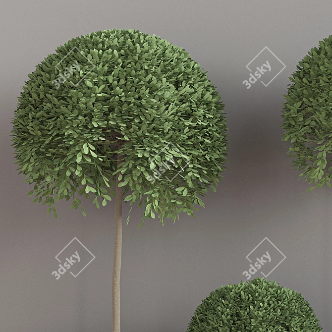 Lush Indoor Plant Set 3D model image 4