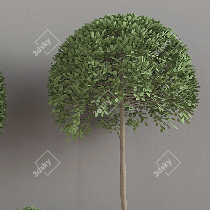 Lush Indoor Plant Set 3D model image 5