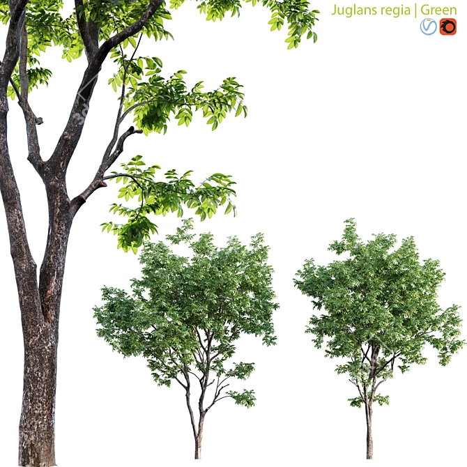 Walnut Tree 3D Model Bundle 3D model image 1