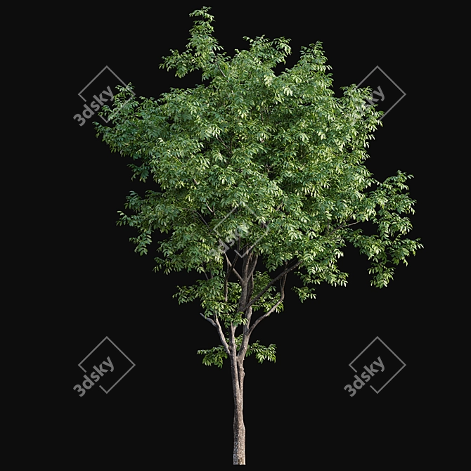 Walnut Tree 3D Model Bundle 3D model image 4