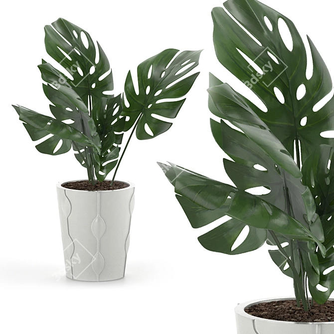 Exotic Monstera Plant: Add Tropical Vibes 3D model image 2