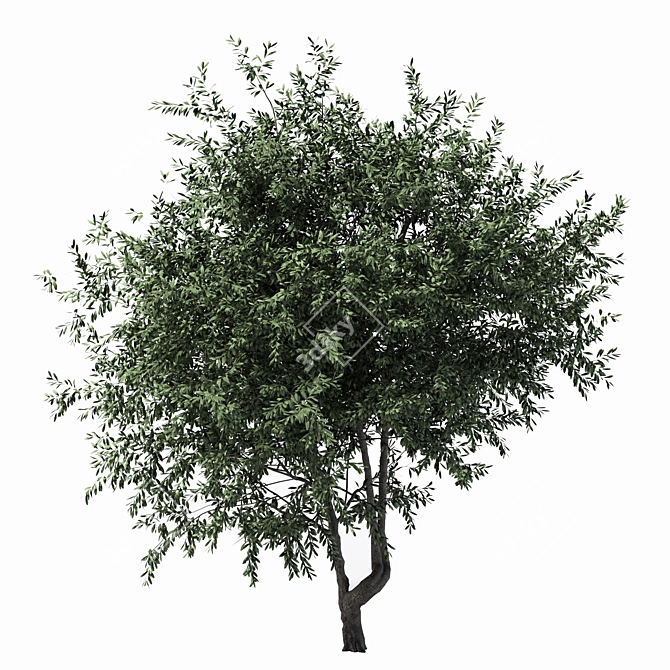 Towering Olive Tree - 6.4m Height 3D model image 2