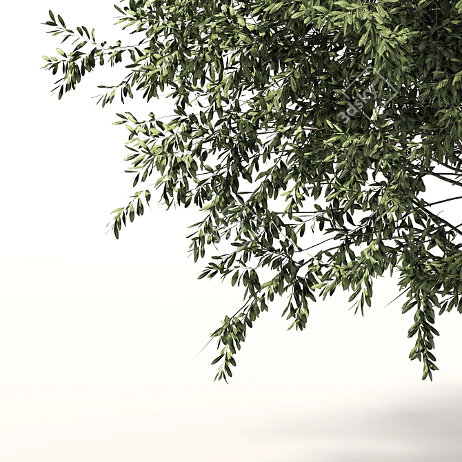 Towering Olive Tree - 6.4m Height 3D model image 4