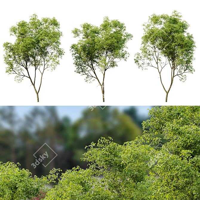 Northern Hackberry Tree - Vray and Corona Material Libraries - 13m Height 3D model image 4