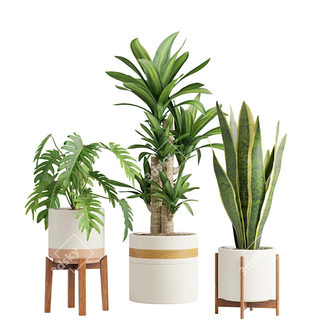 Tropical Indoor Plant Collection 3D model image 1