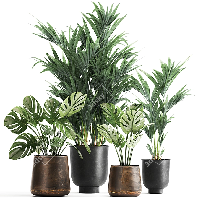 Tropical Plant Collection: Monstera, Palms & Exotics 3D model image 1