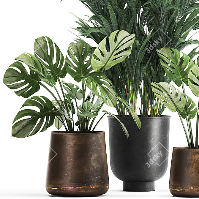 Tropical Plant Collection: Monstera, Palms & Exotics 3D model image 2