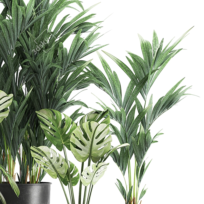 Tropical Plant Collection: Monstera, Palms & Exotics 3D model image 3