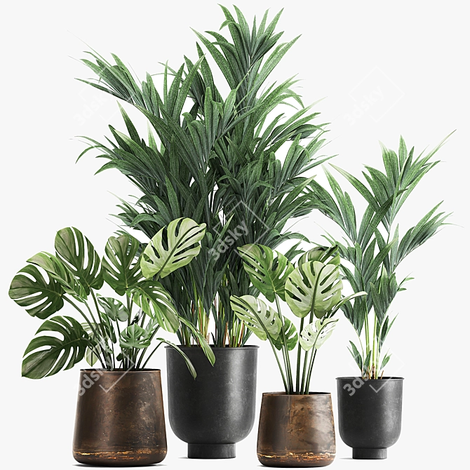 Tropical Plant Collection: Monstera, Palms & Exotics 3D model image 6