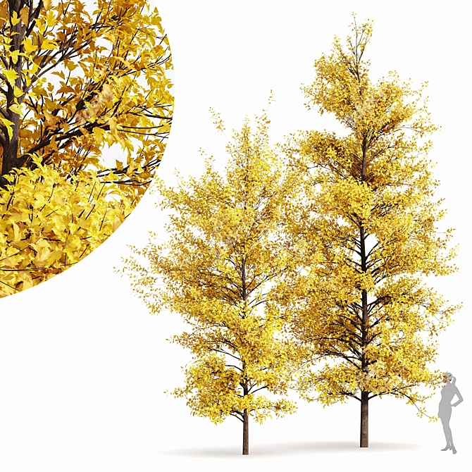 Real Tree Fall 3D Model 3D model image 1