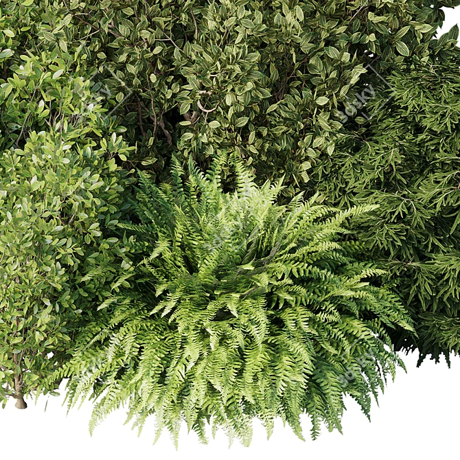 Diverse Bush Set 01: Corona 3D model image 3