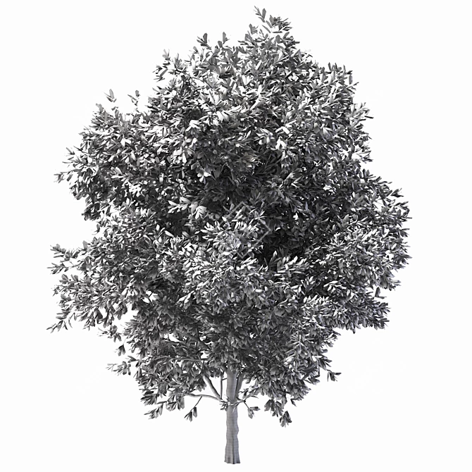 Shademaster Honey Locust: Impressive Height & Stunning Polys 3D model image 3