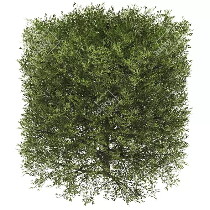 Premium Plant Collection 3D model image 2