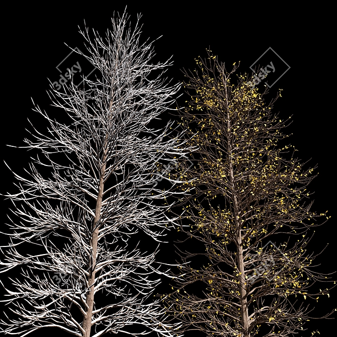 Winter Glow: Real Tree Acer 3D model image 3